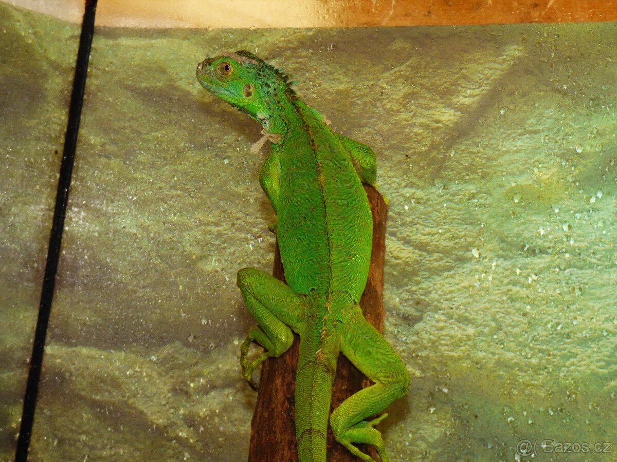 Leguán zelený (Iguana iguana) - 3