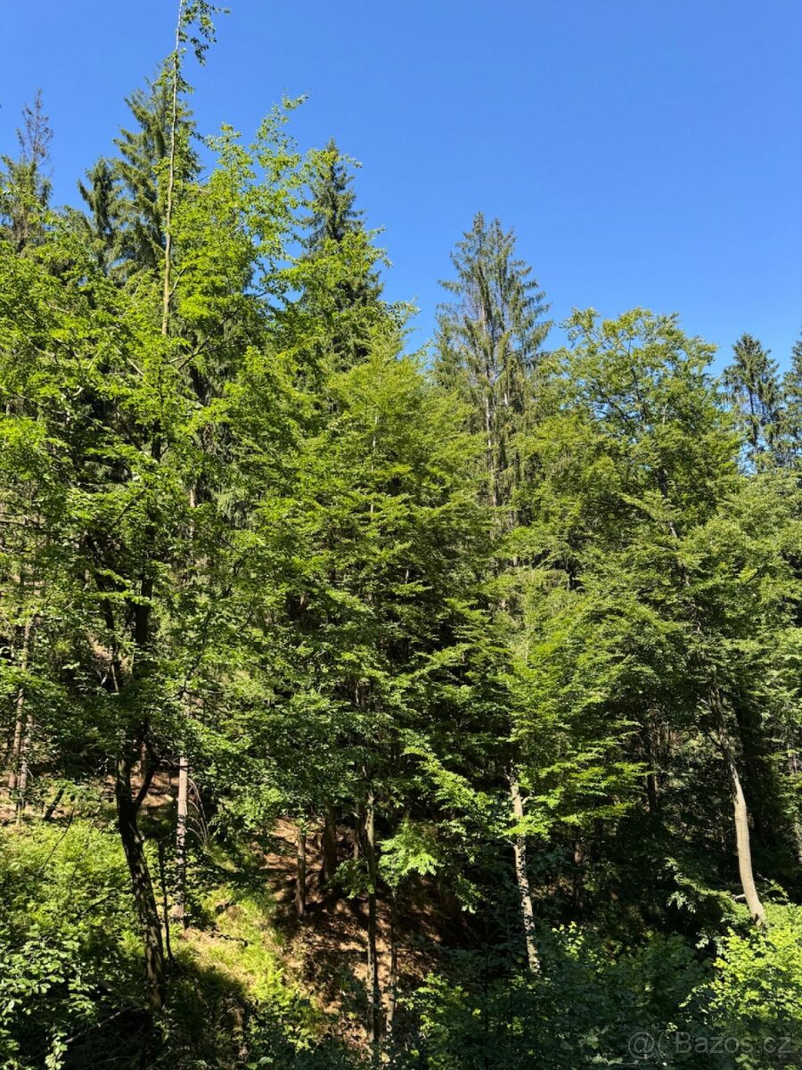 Prodám lesní pozemky v k.ú. Krásná pod Lysou Horou - 3