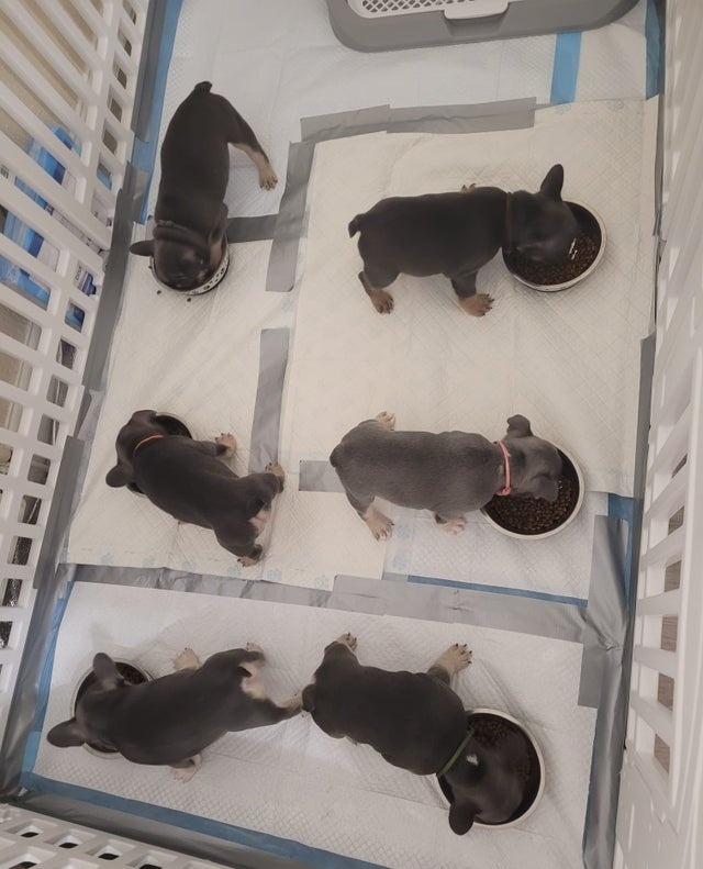 Francouzský buldoček - 3