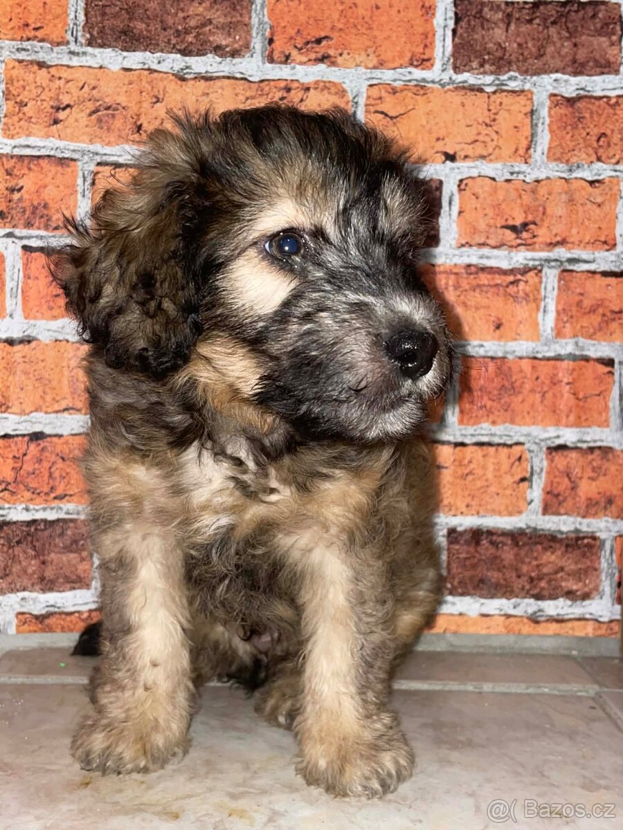 Krásné štěňátko chlapecek - 3