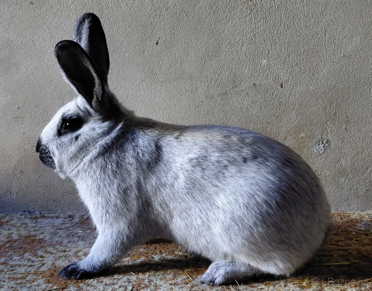 FRANCOUZSKÝ STŘÍBŘITÝ FS - 3