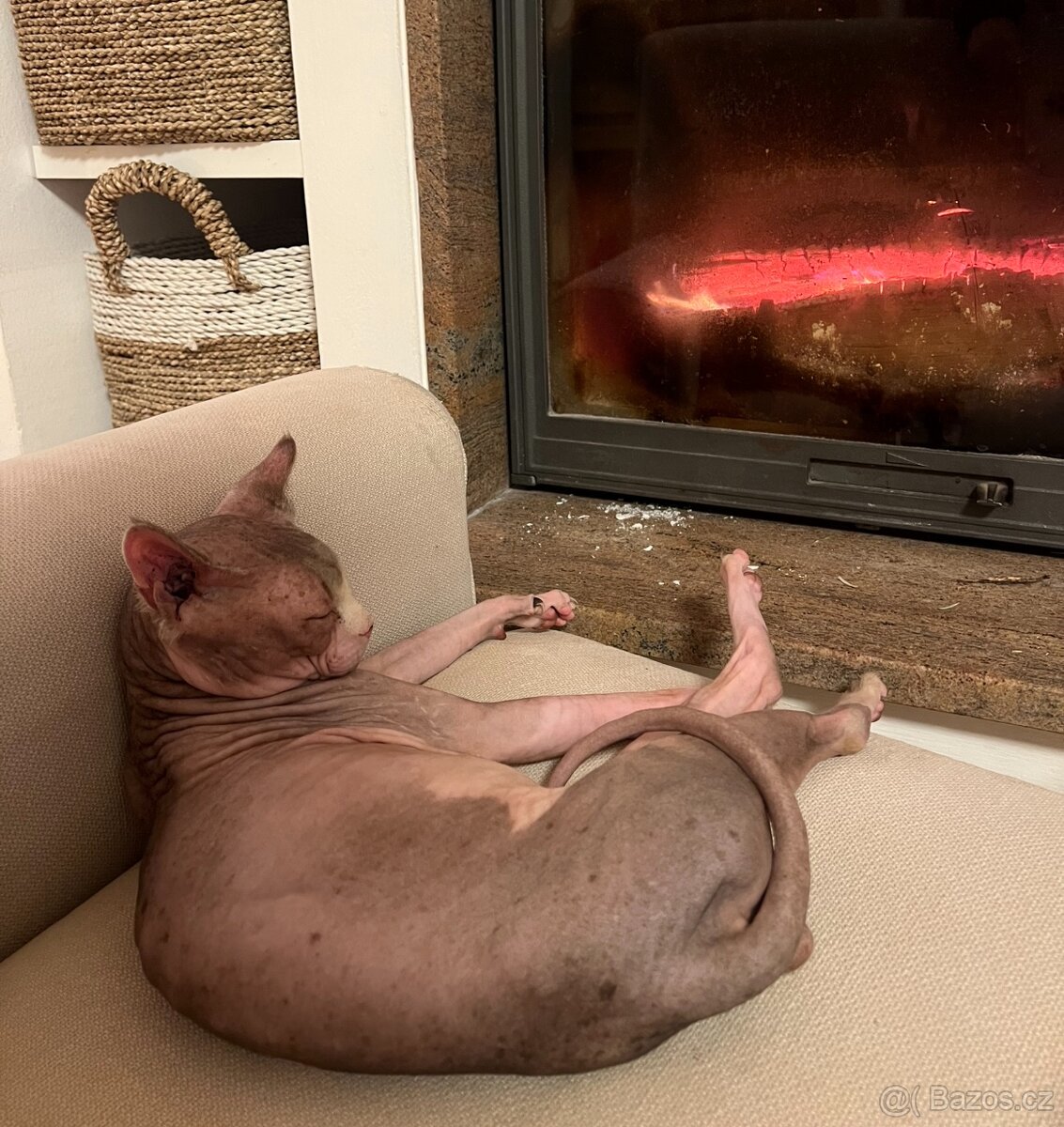 Krytí kanadským sphynxem - 3