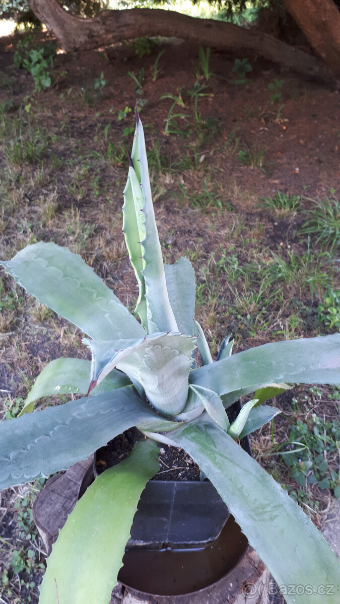 Agáve - 3