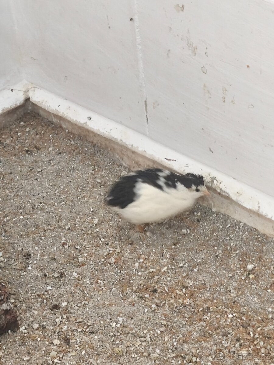 Hýl mexický, Křepelka čínská - 3