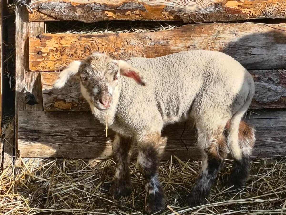 Beránci Suffolk - 3