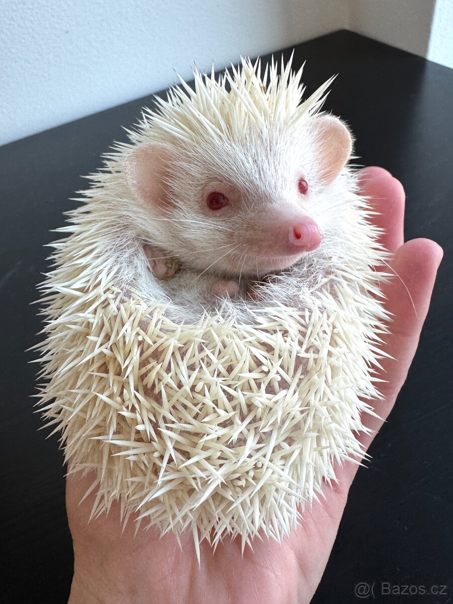 Africký pygmy ježek s PP - 3