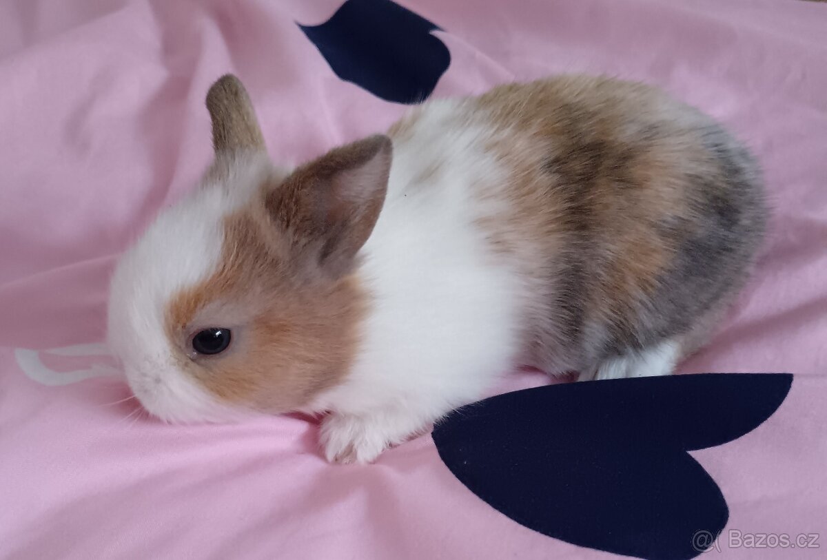 Zakrslý králík - 3