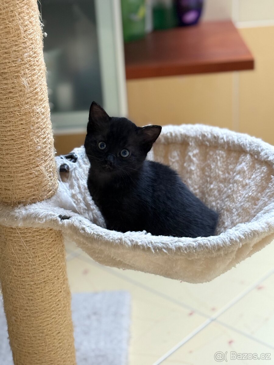Daruji koťátka - 3