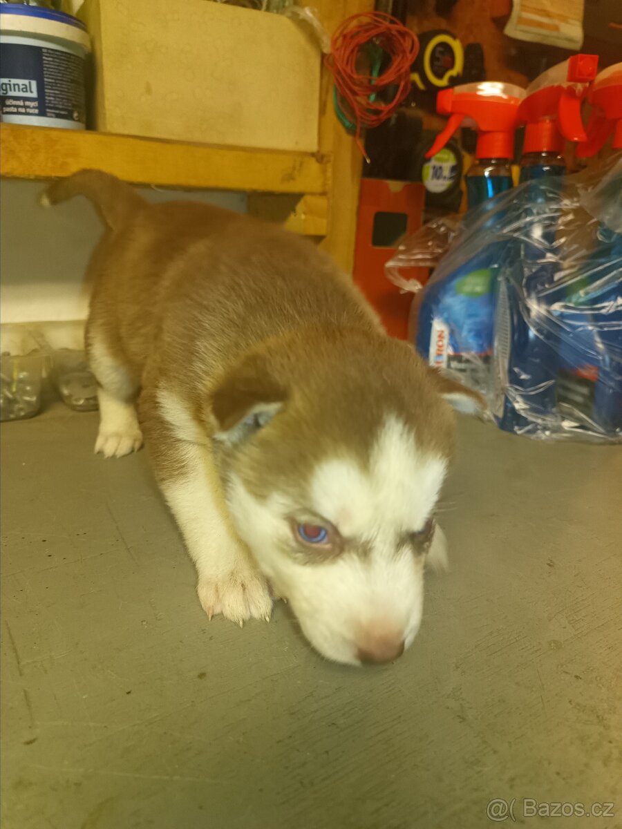 Sibiřský husky - 3