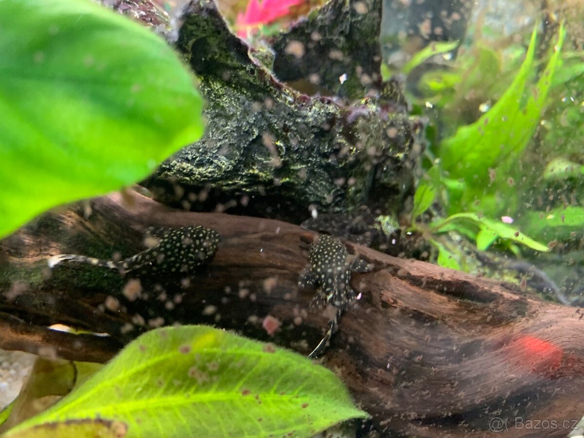 Ancitrus (krunýřovec) - 3