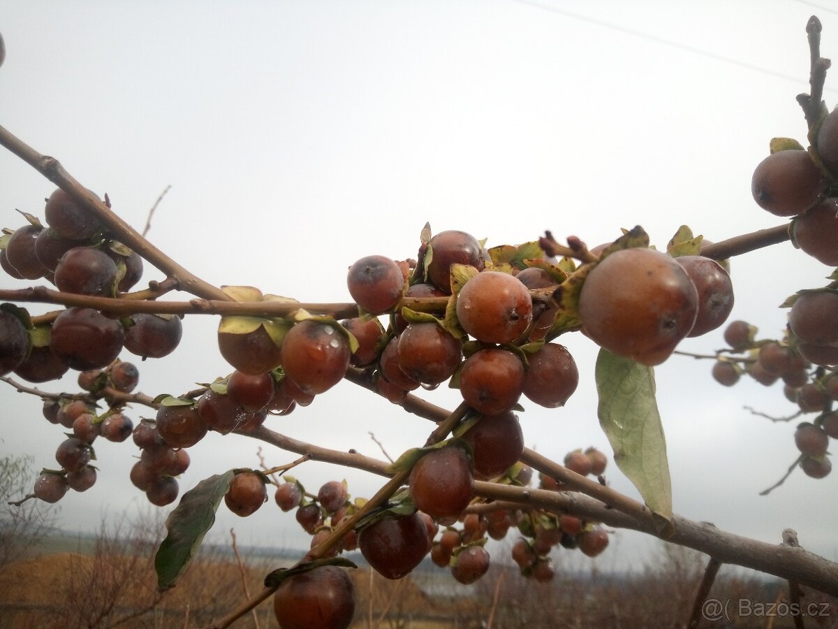Tomel obecný - semena i sazenice - 3