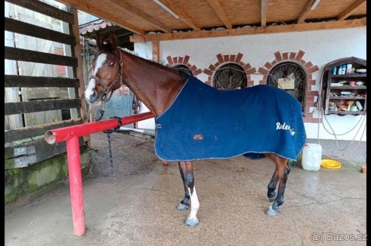 Prodám kobylu po Chin Chin - 3