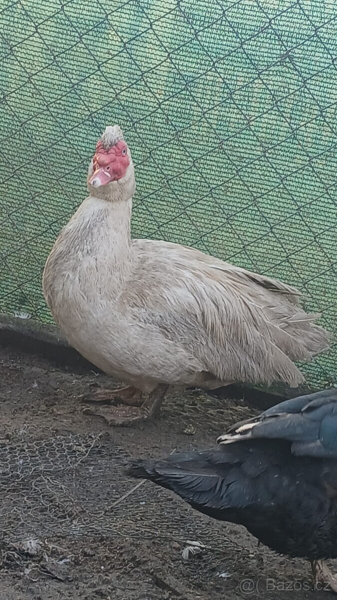 Kachny kohouti křepelky - 3