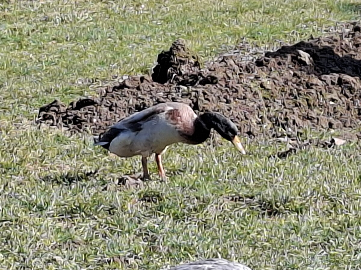 Indický běžec - 3