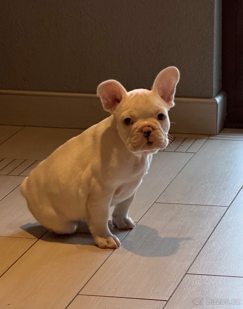 Francouzský buldoček- bila - 3