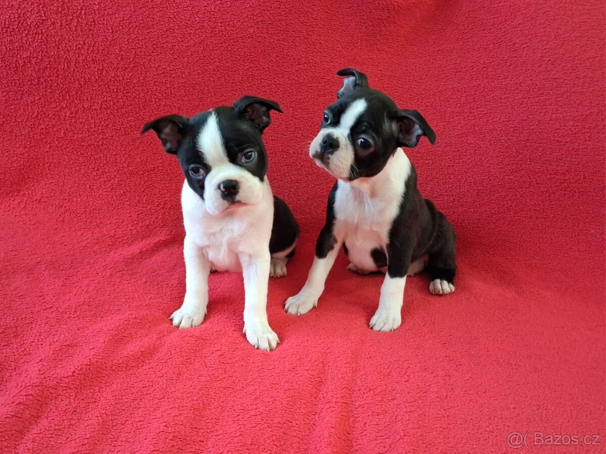 Bostonský teriér, Boston terrier - 3