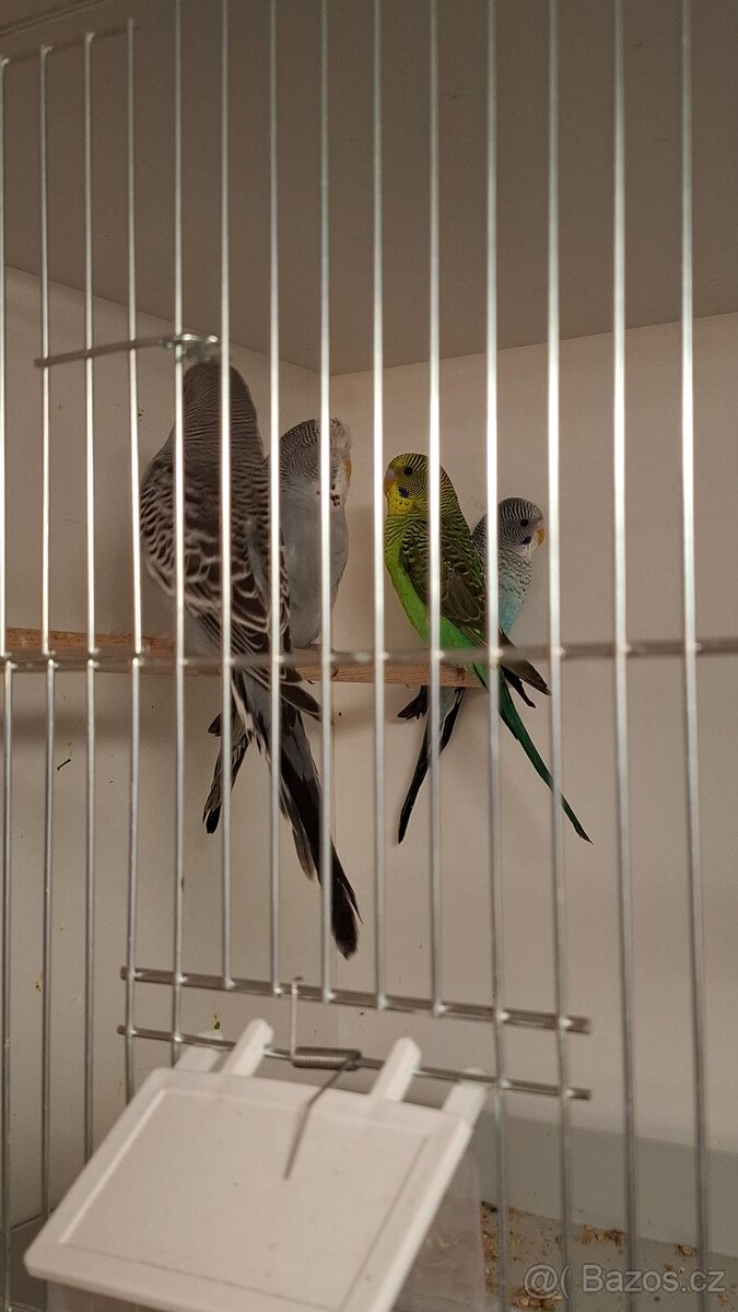 Andulka Černokřídlá - 3