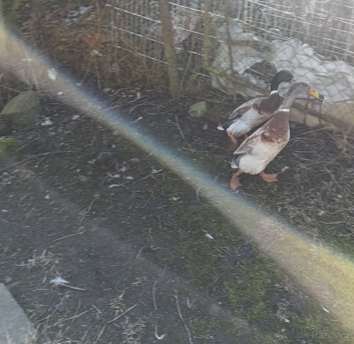 Indický běžec - 3