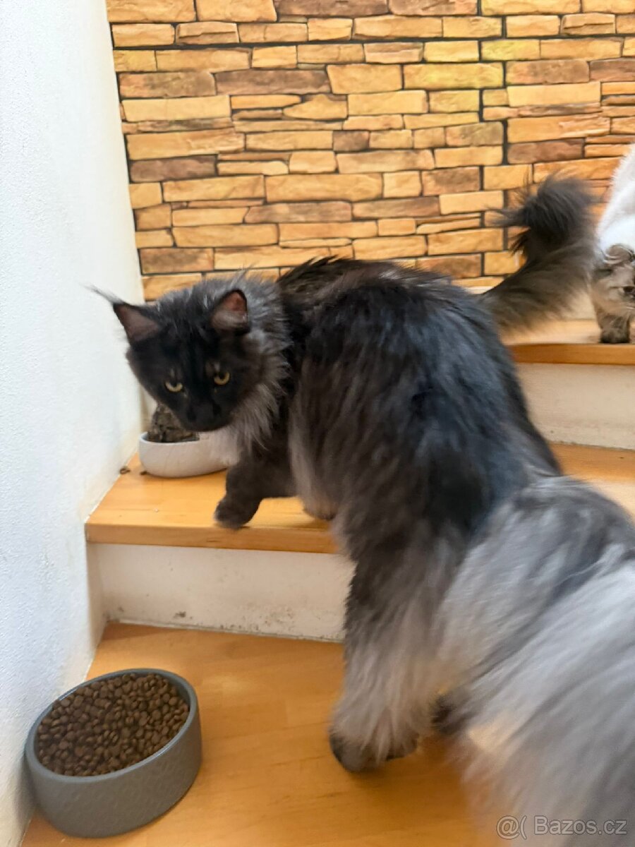 Malinský myvali-modry kouřový - 3