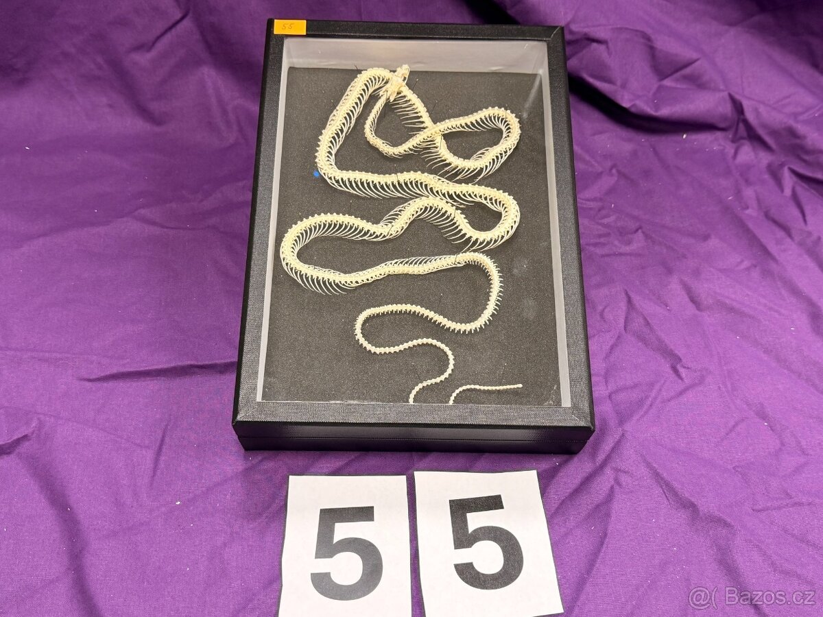 Osteologické preparáty - 3