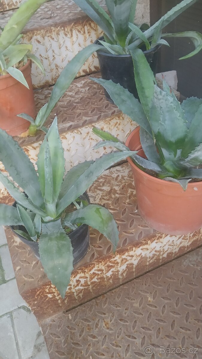 Agáve  5ti leté - 3