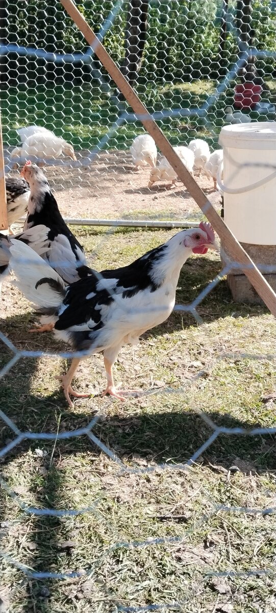 Vlaška exchequer - kohouti - 3