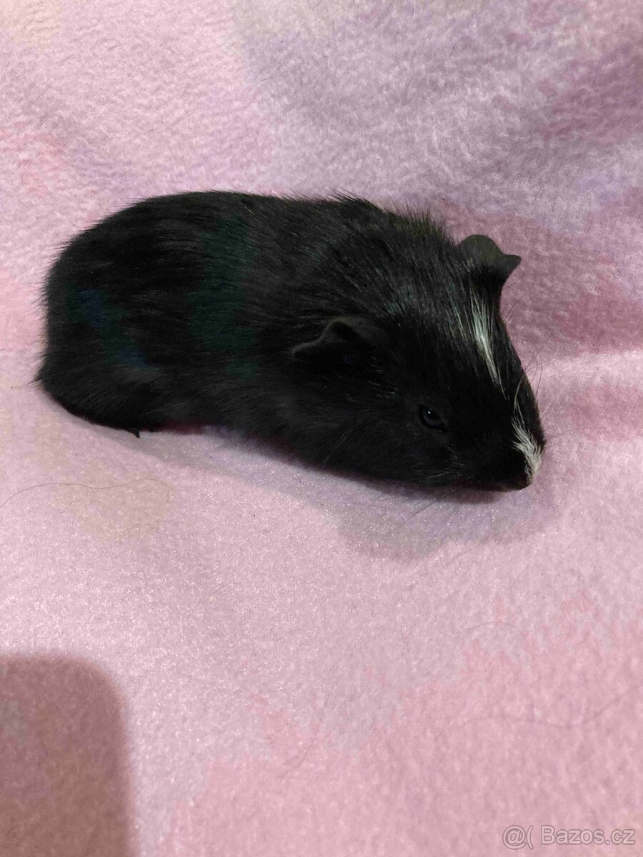 MORČATA, ZAKRSLÍ KRÁLÍCI - 3