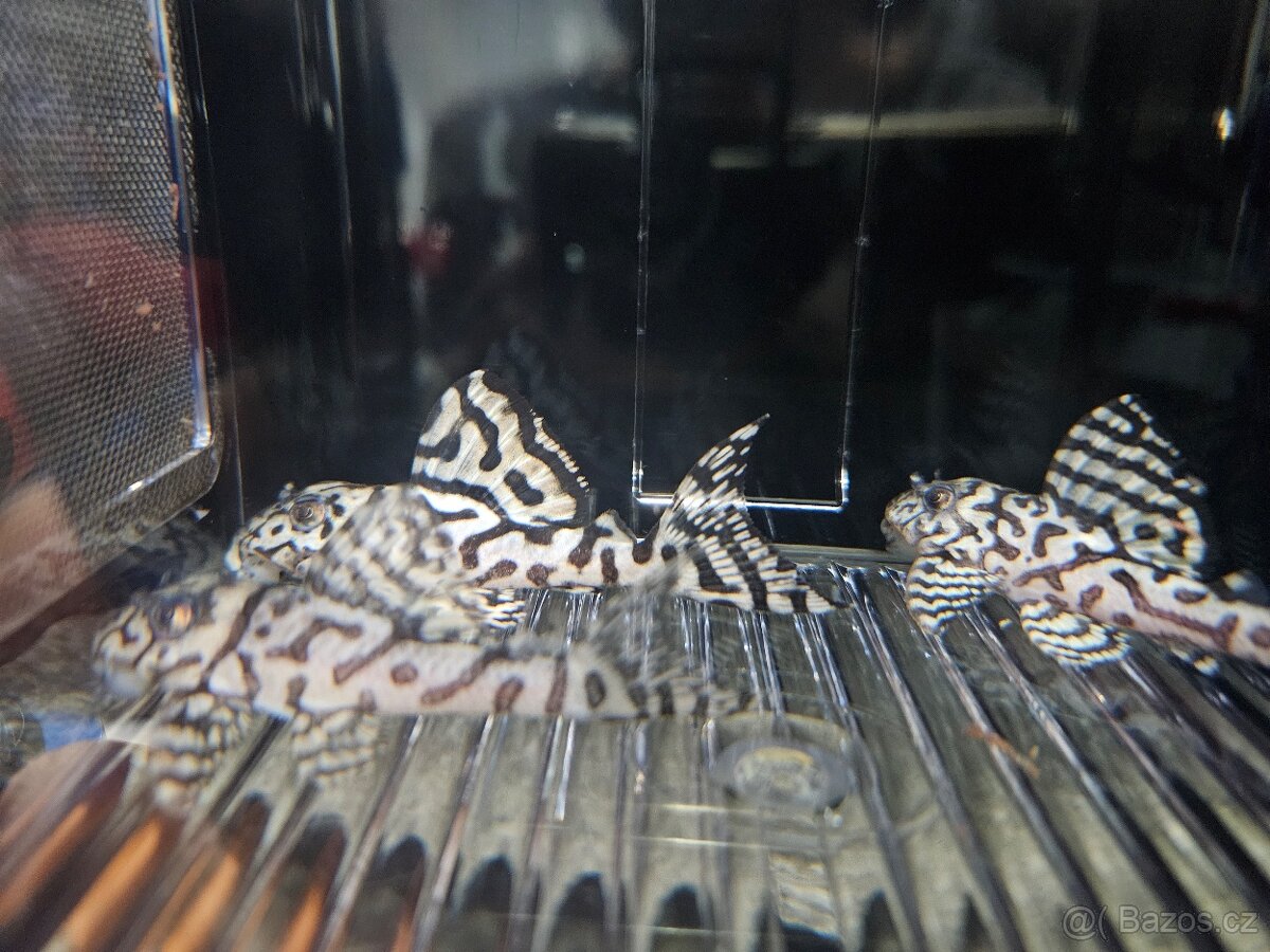 L 236 Super White - odchov - 3