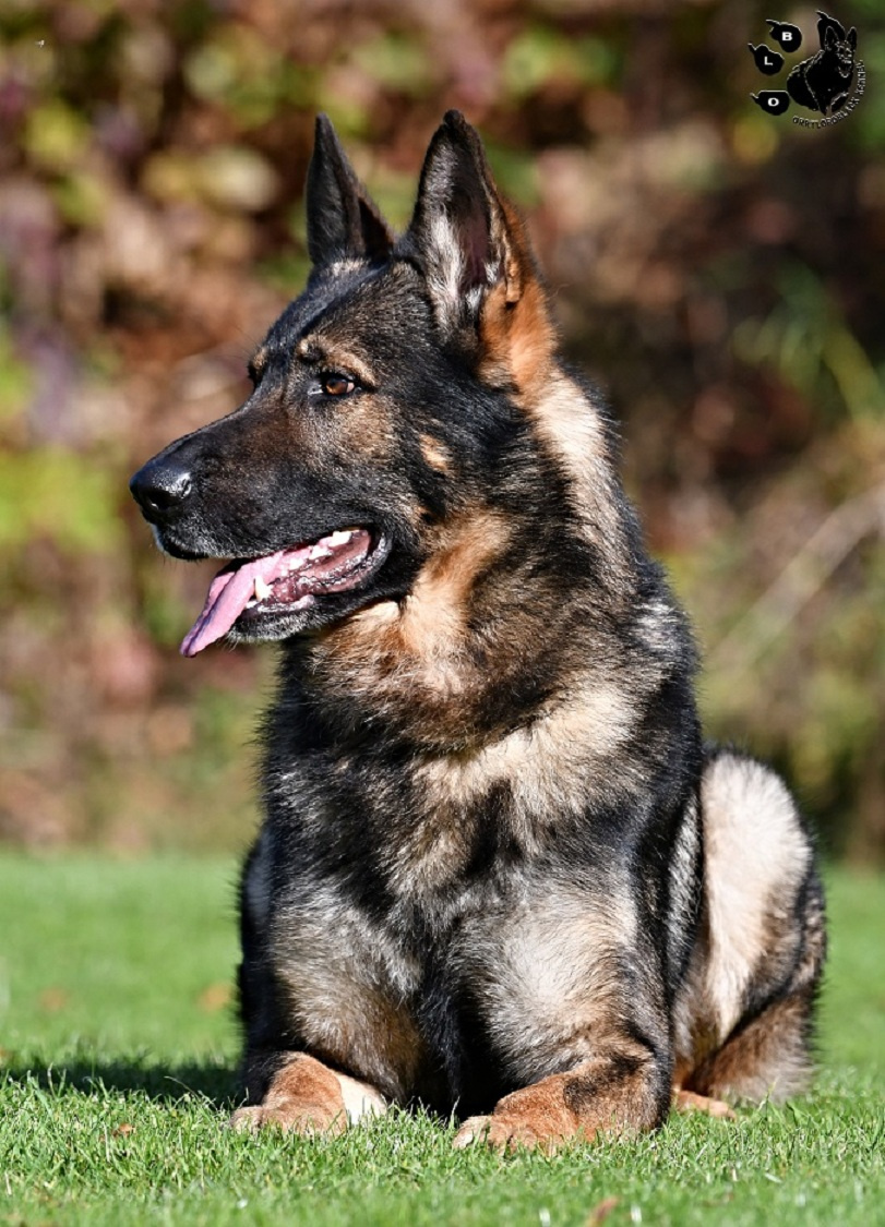 Německý ovčák štěnata s PP - 3