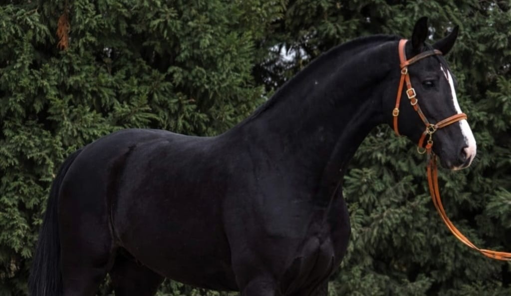 „Výjimečná černá mladá klisna na prodej.” - 3