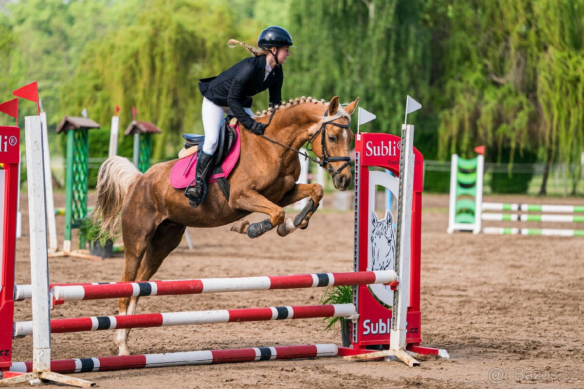 7letá klisna pony B do sportu - 3