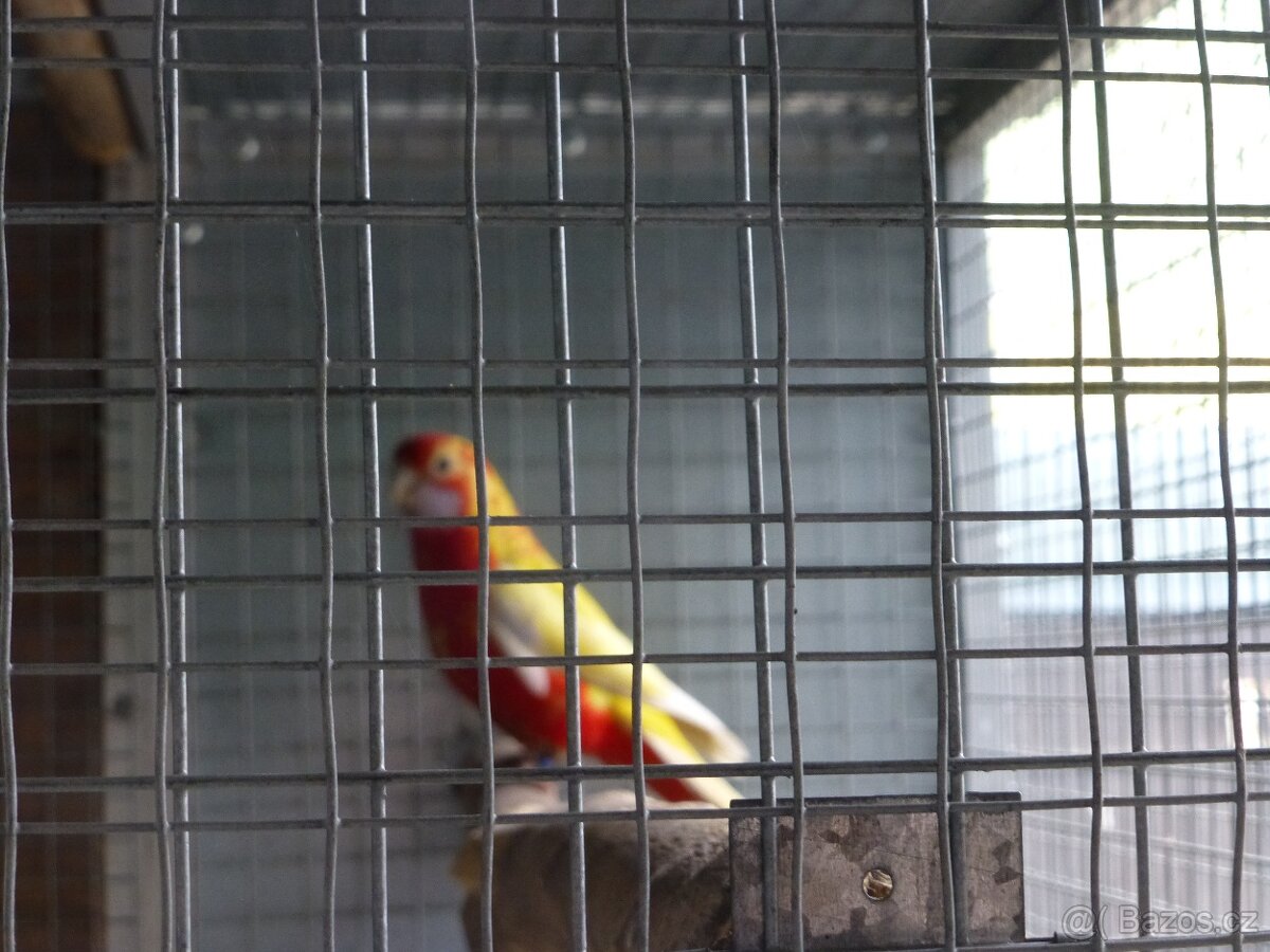 Rosela penant zlatý pastel - 3