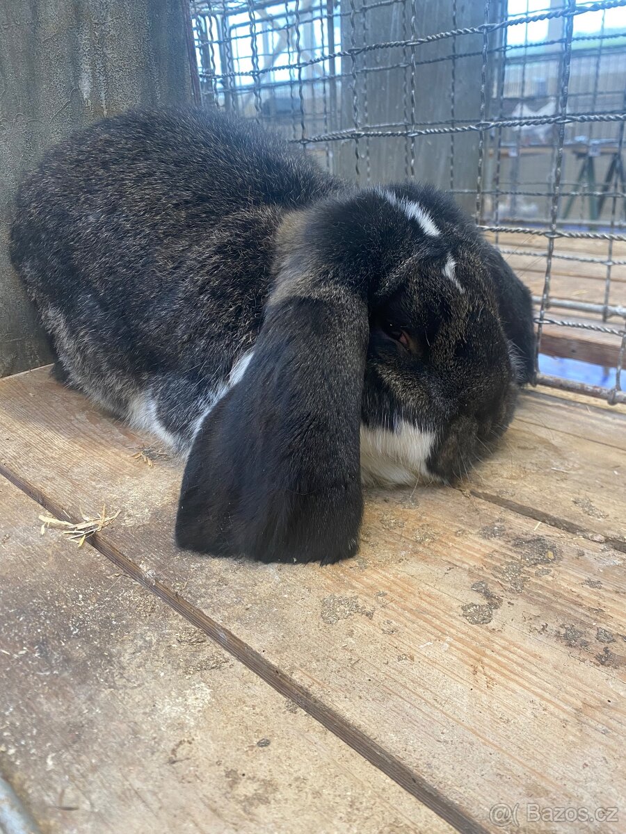 Francouzský beran - 3