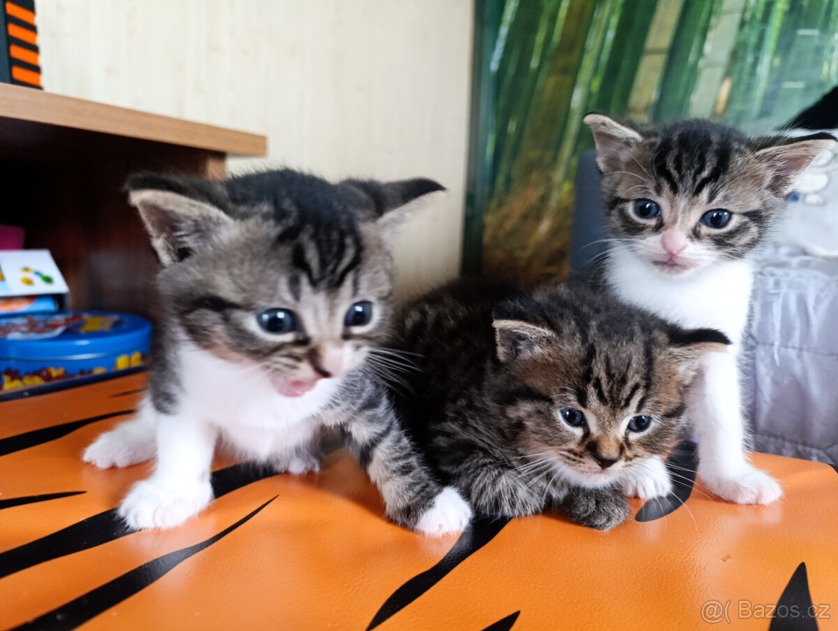 Mikulášská koťátka - 3