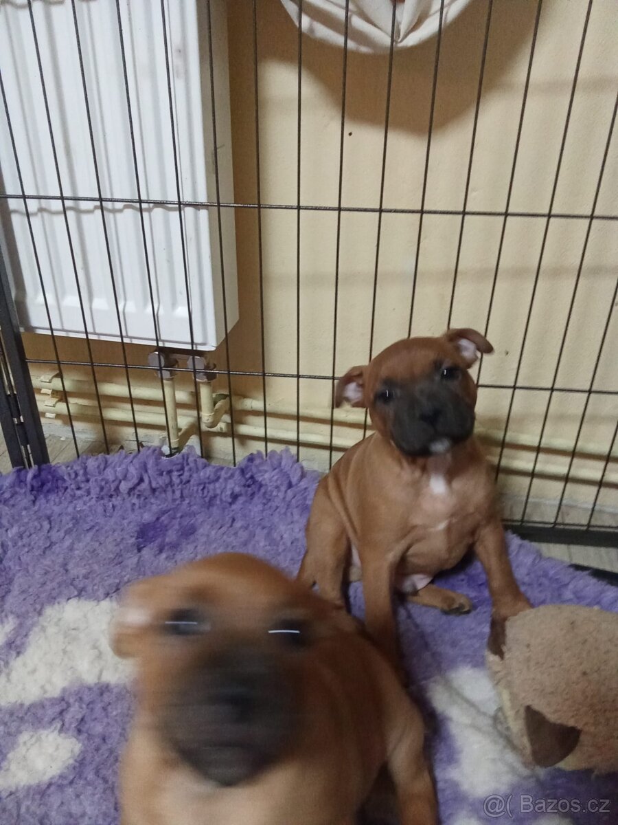 Stafordšírský bulteriér - 3