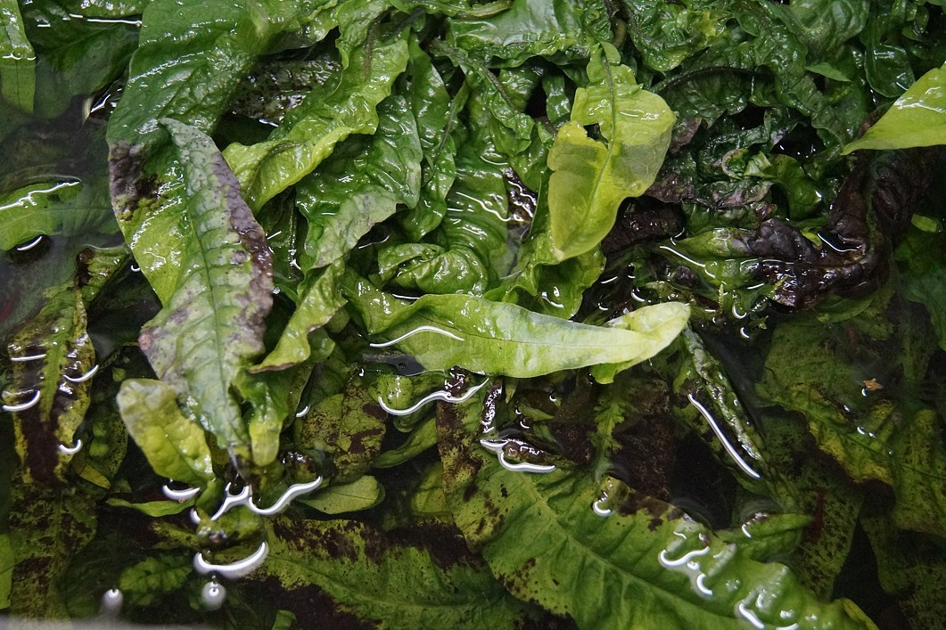 Akvarijní rostlinky - Cryptocoryne, Microsorium, Anubias - 3