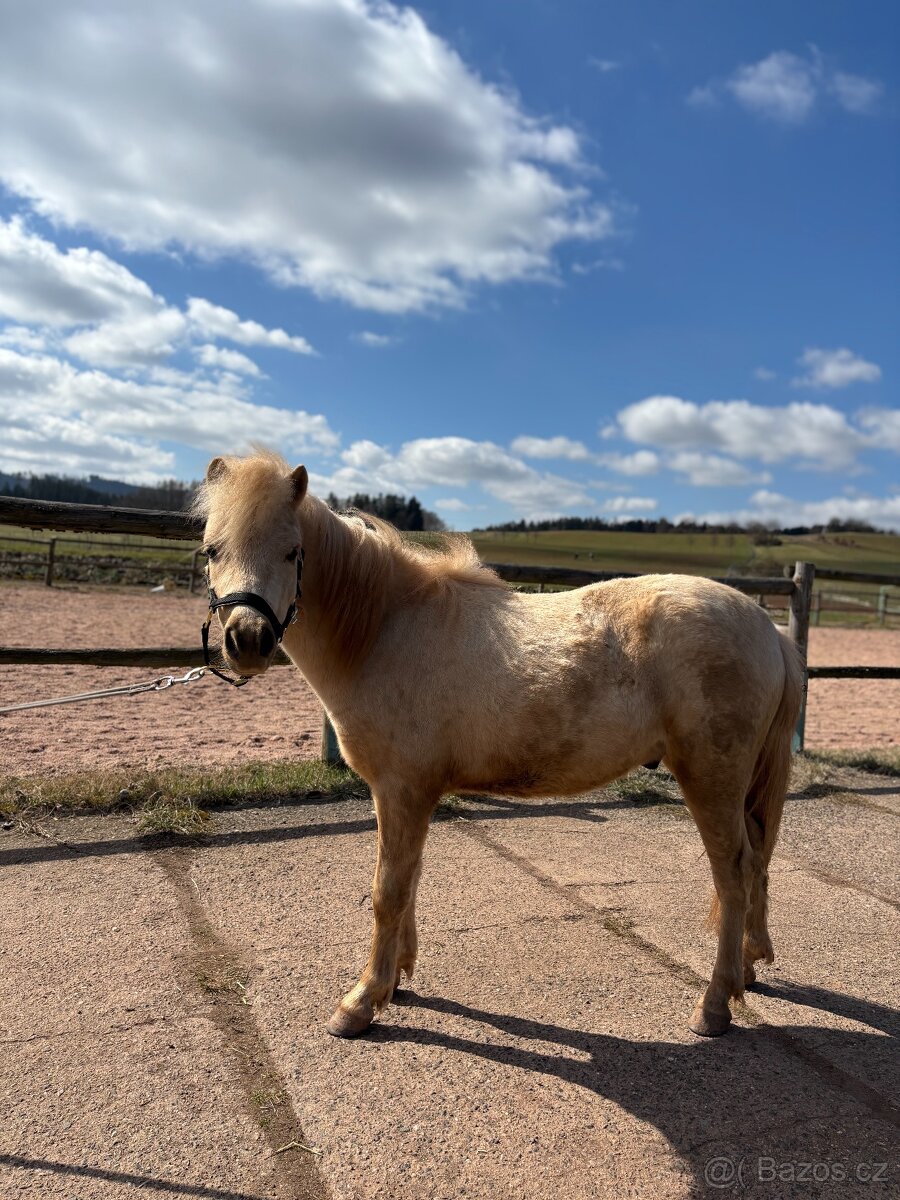 Poník - 3