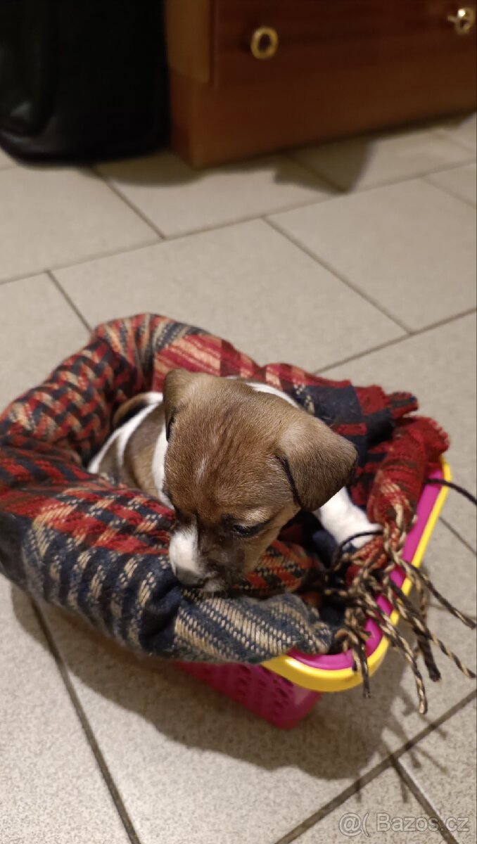 Prodám 2 fenky Jack Russell teriér bez PP - 3