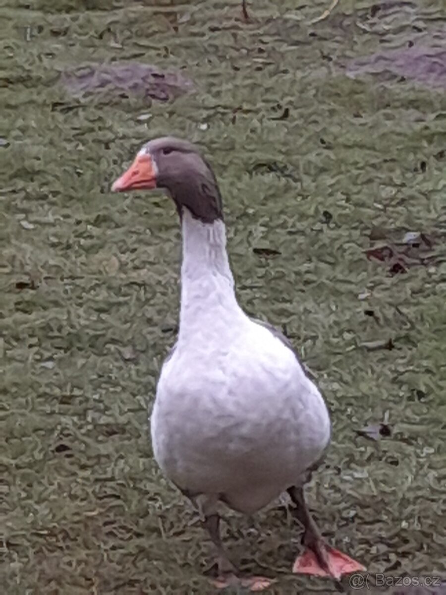 Pomořanská husa - 3