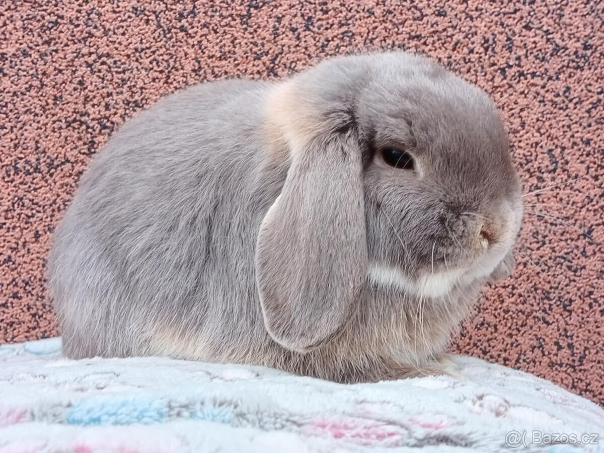 ★ Chovný MiniLop Sameček ★ - 3