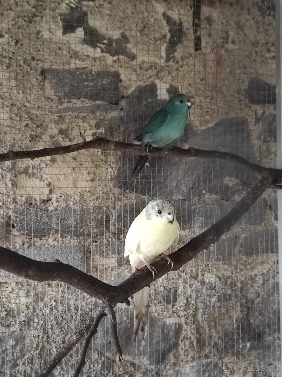 Kakariki Rudočelý par - 3