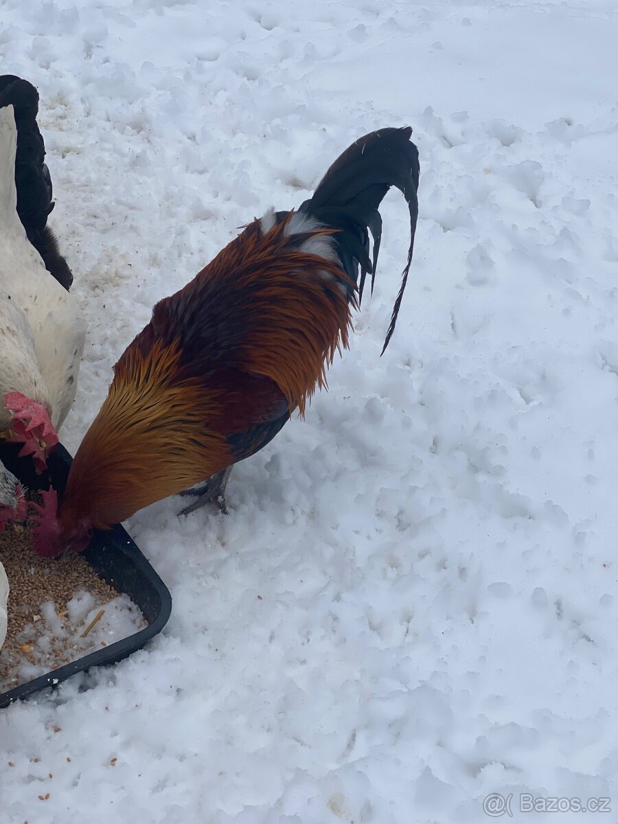 Česká zlatá kropenka kohout - 3