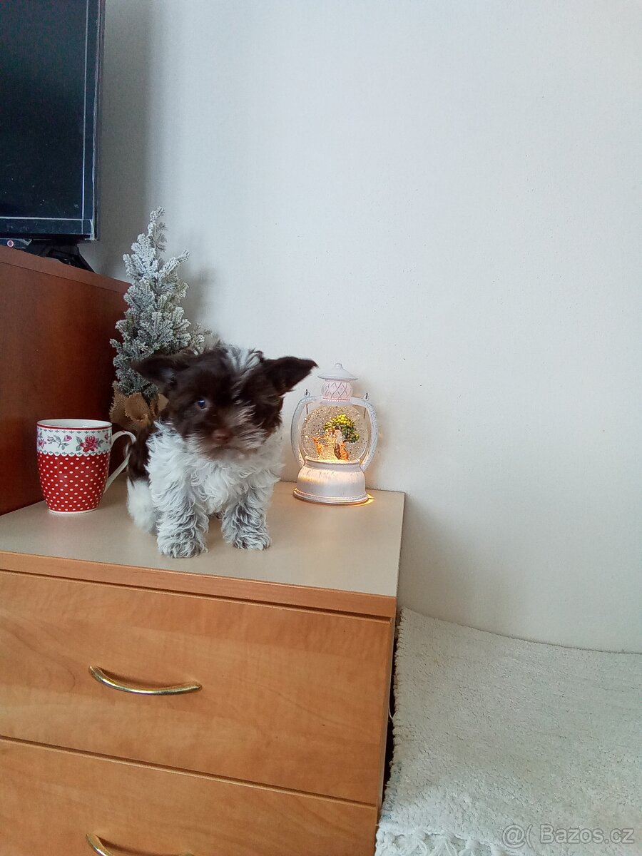 Jorkšírský teriér štěňata - 3