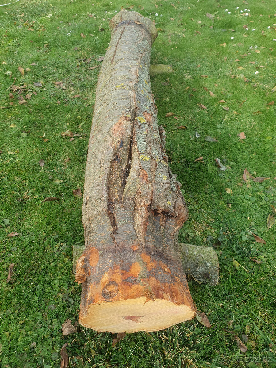 Švestkové dřevo - celý kmen - 3