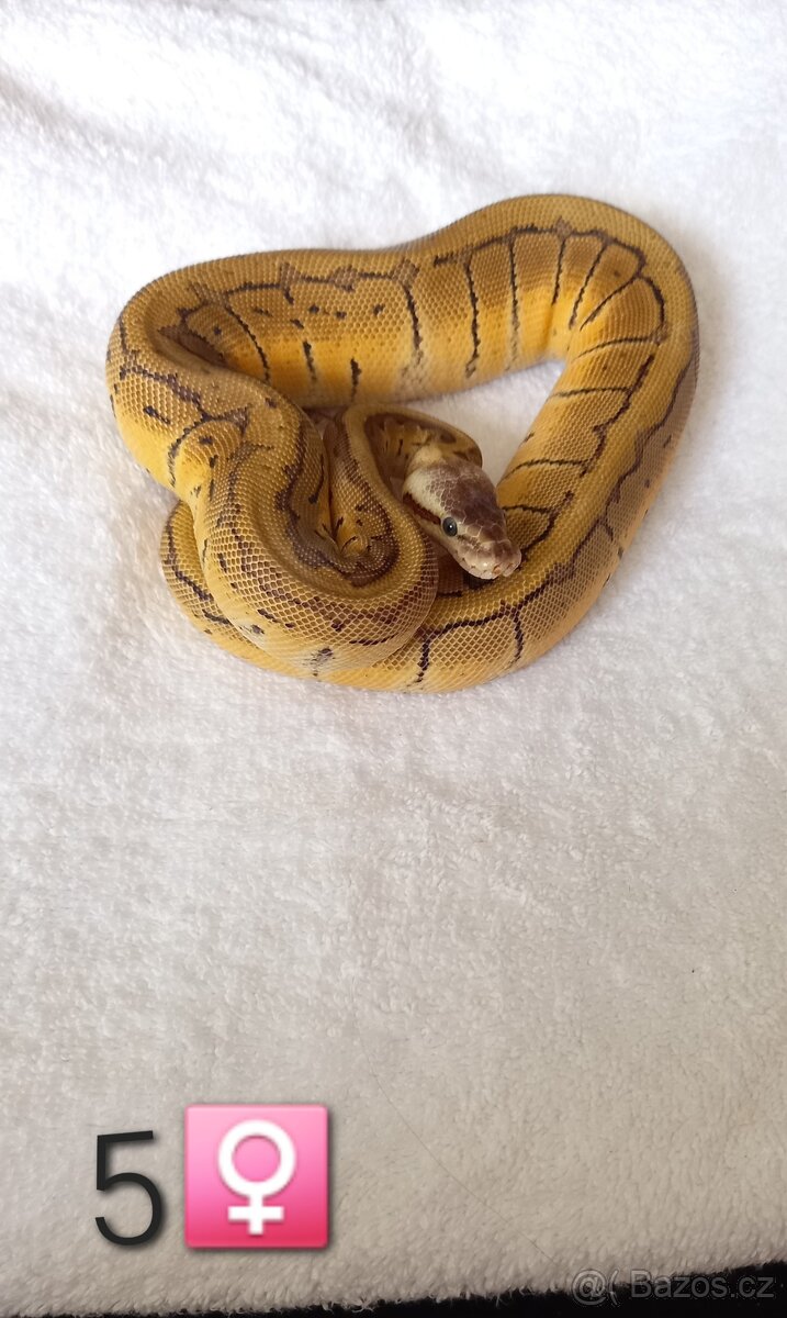 Krajta Královská - 3