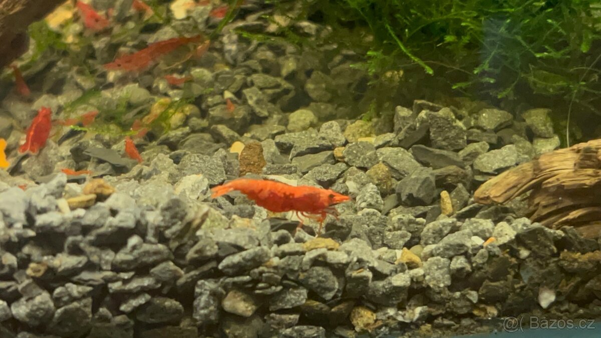 Krevety red cherry - 3