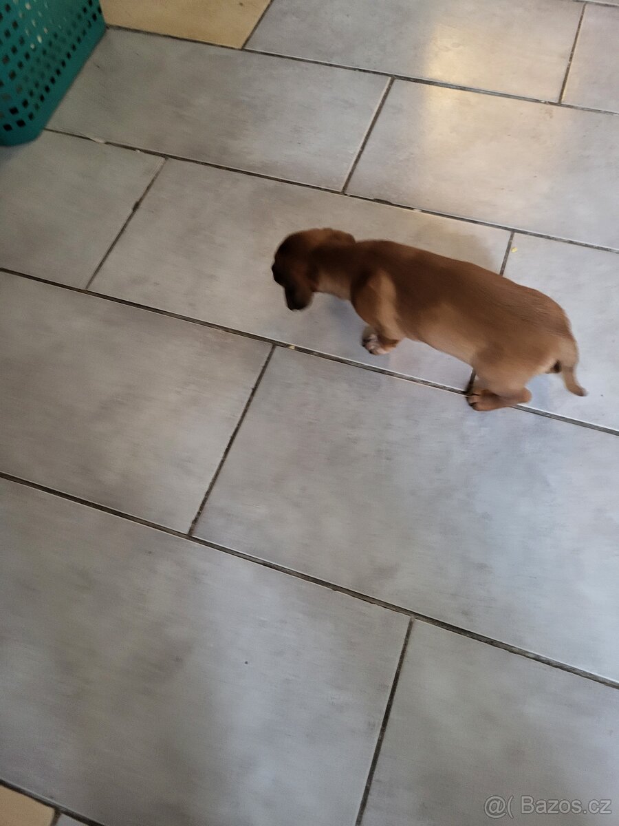 Jezevčík standard x Jezevčík trpasličí pejsek - 3