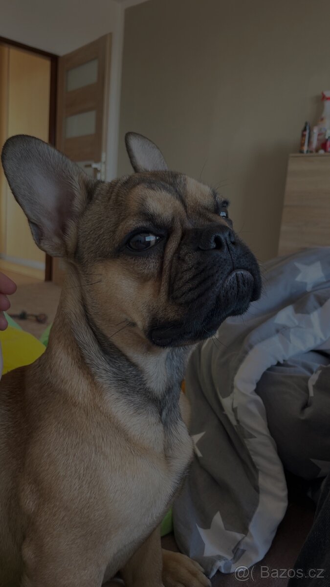 Francouzský buldoček - 3