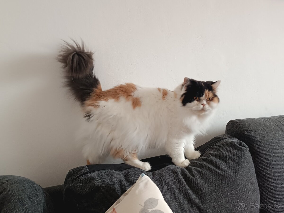 Britské kočičky - 3