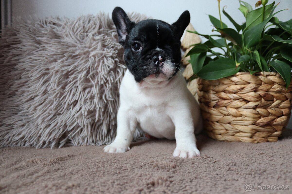 Francouzský buldoček s průkazem původu - 3